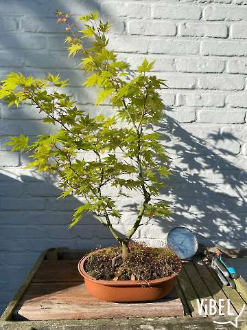 Acer_palmatum_Aureum_20250811-5342