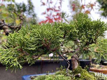 Juniperus ch. Itoigawa 5960 261027