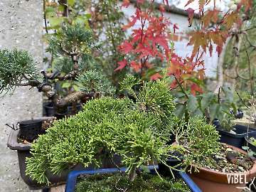 Juniperus ch. Itoigawa 5962 20261027