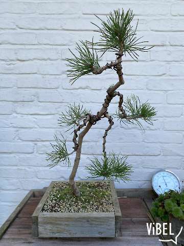Pinus sylvestris 20250930 5437