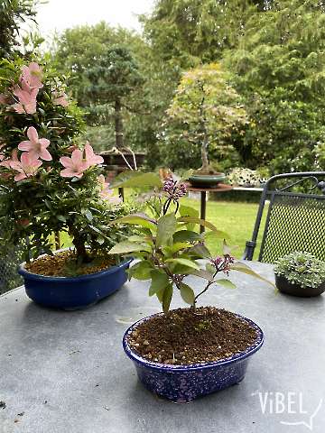 Bonsai Garden 5866 20260615