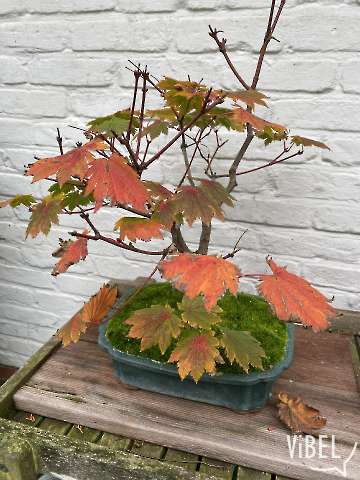 Acer japonicum Vitifolium 20251028 5516