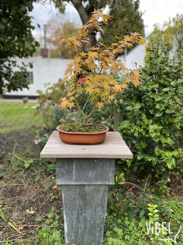 A.p. Aureum 20251029 5528