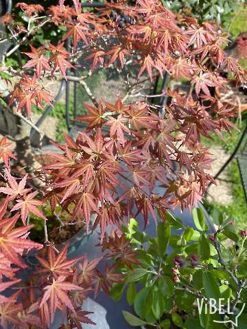 Acer p. Kashima  20250405 5171
