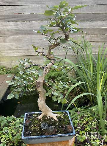 Carpinus Coreana 5913 20260821