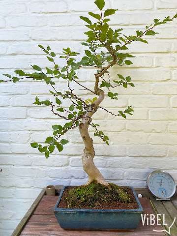 Carpinus turczaninovii 20250810 5343