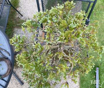 Cham. pisifera Bld 20250708 5323