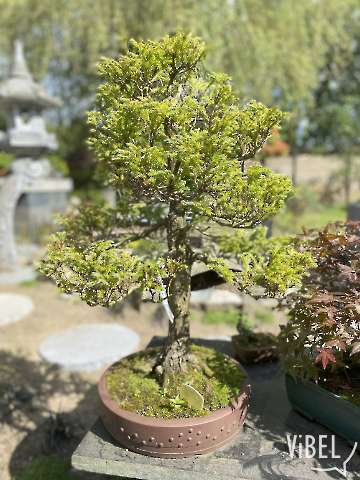 Cham. pisifera Bld (Sawara Cypress) 20240609