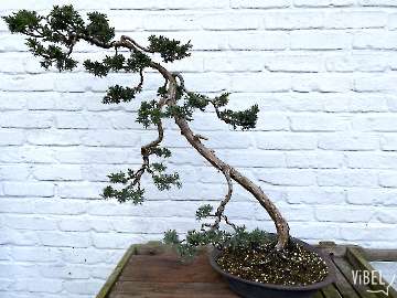 Juniperus chinensis sp 20260120 5636