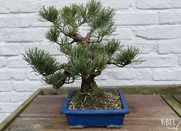 Pinus parviflora 5672