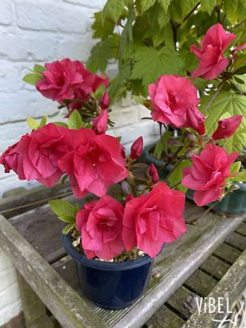 Satsuki Azalea Benibotan 5794 20260521