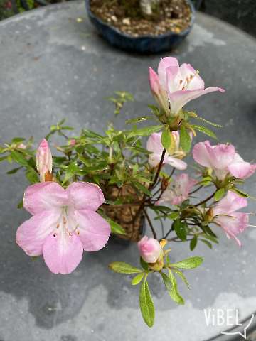 'Homare' Hybrid 20260506 5769