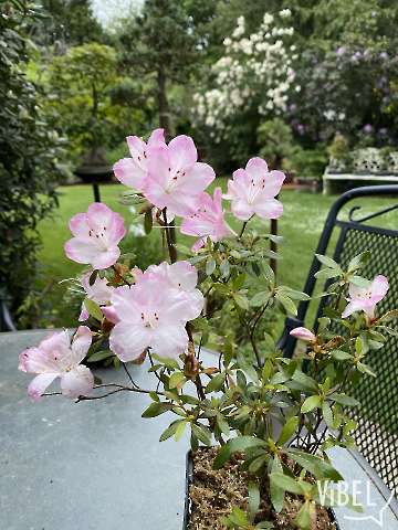 Satsuki Azalea 'Homare' Hybrid 20260510