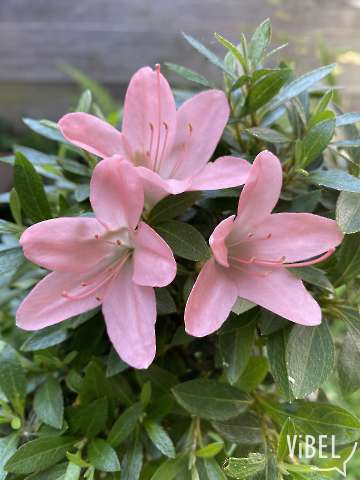 S_A_Nikko_2798_20260530_3Flowers