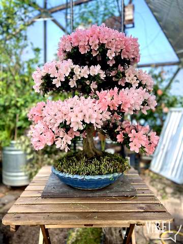 Satsuki Azalea Nikko Reference Pic
