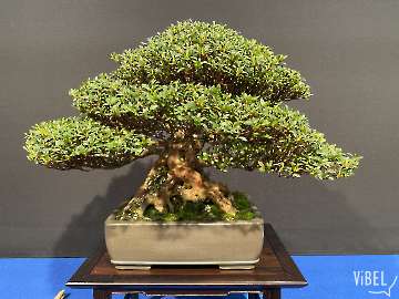 Satsuki bonsai at The Trophy 2026 Genk