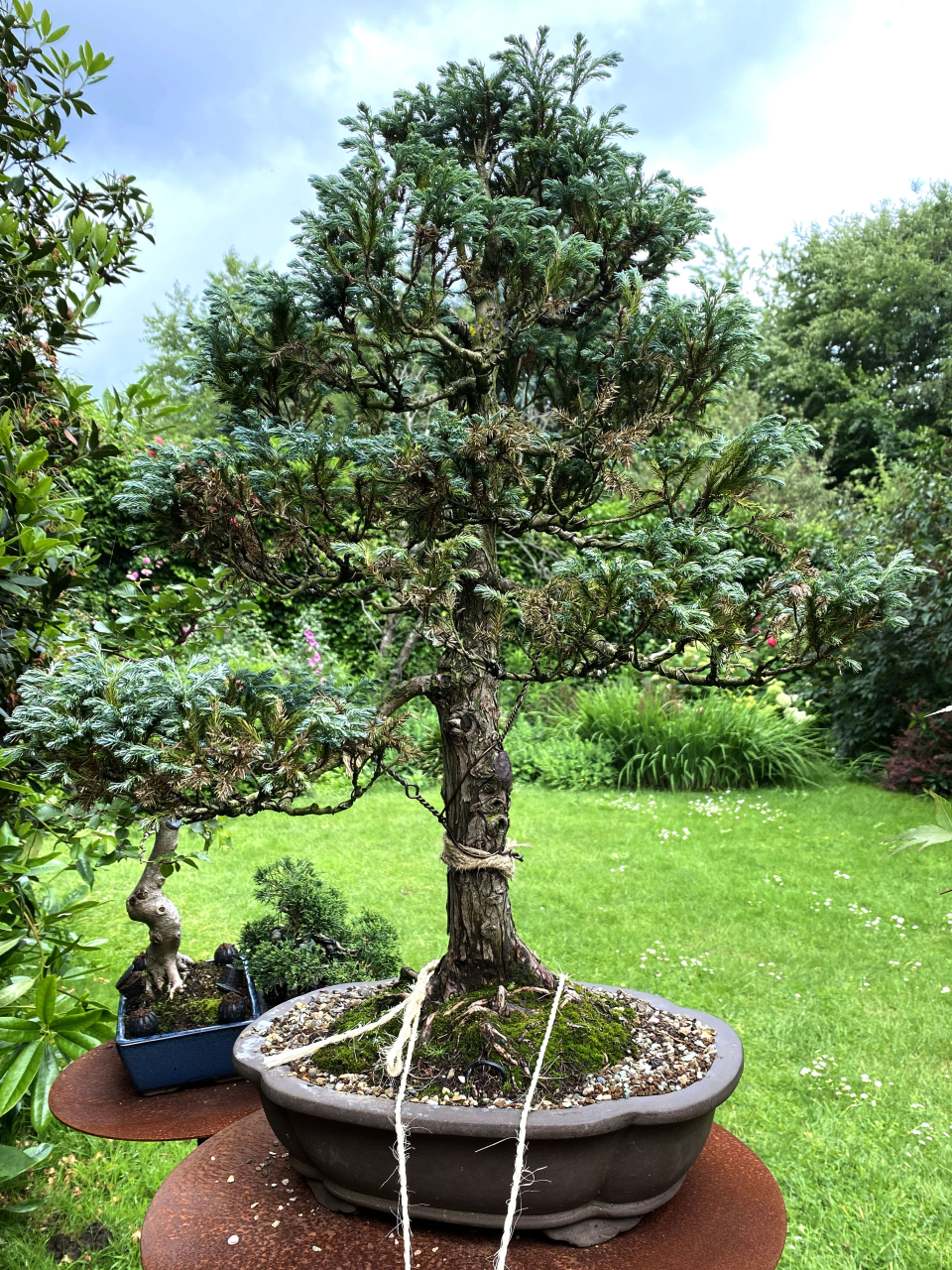 Sawara Cypress